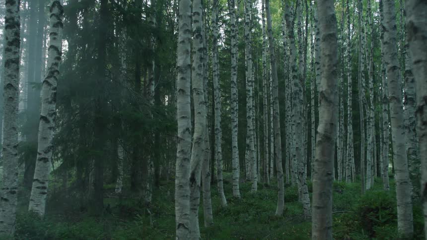 Moving view of an empty forest