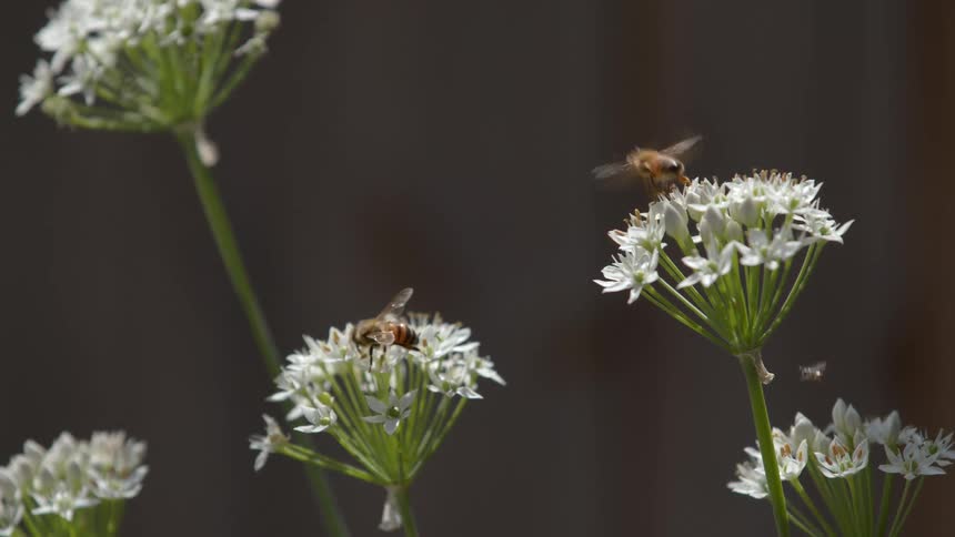 Two bumblebees are pollinating tall white flowers