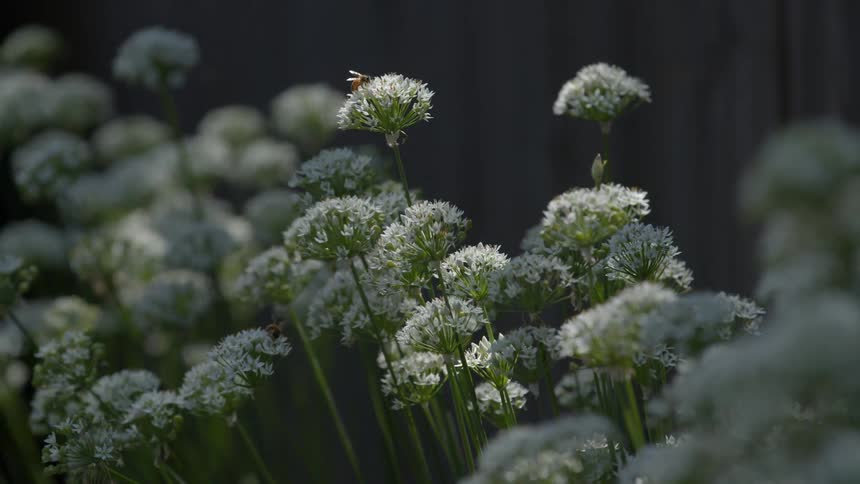 Wild flowers move in the breeze as bee crawls on a flower to pollinate