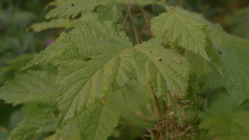 Close up of leaves in nature