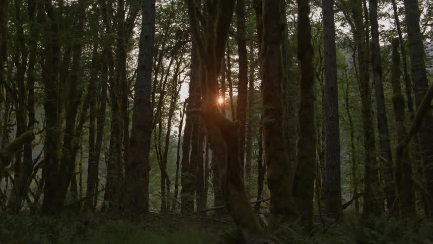 The sun shines between the trees of a forest