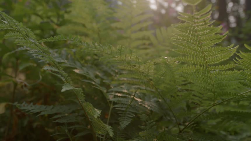 Leaves in nature on a sunny day