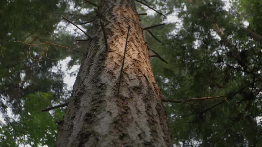Close up of a large tree in a forest