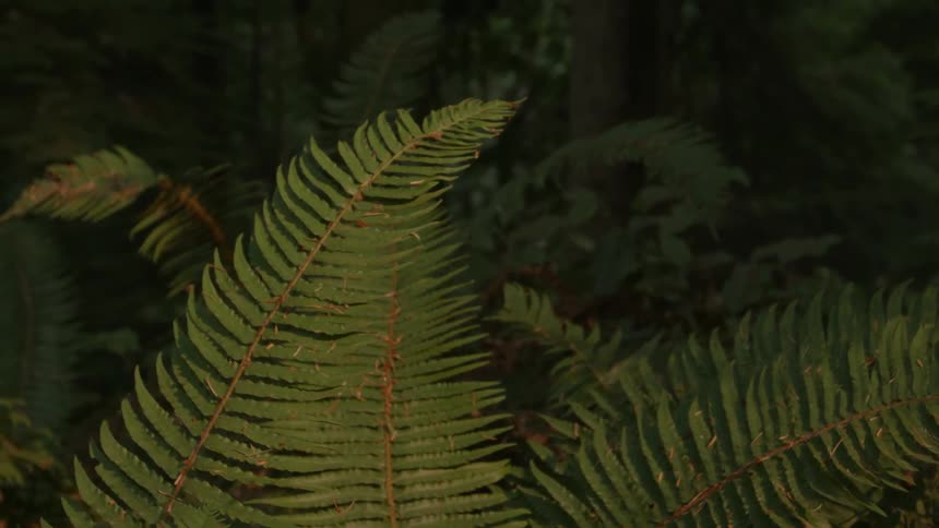 Fern leaves on the forest floor