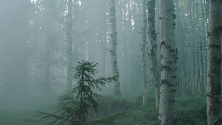 Moving view of an empty forest in some fog