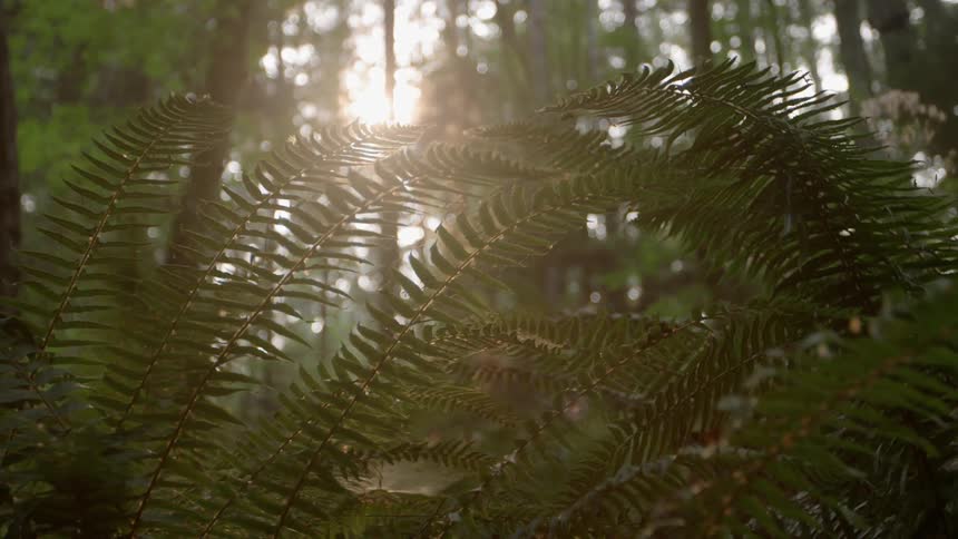 Sun shines through ferns and trees in a forest