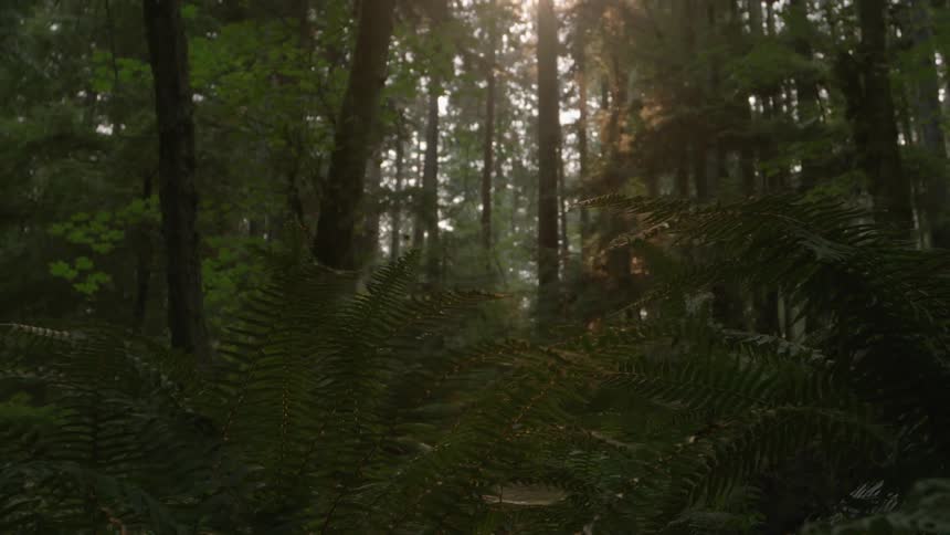 The woods are dense with little light going in