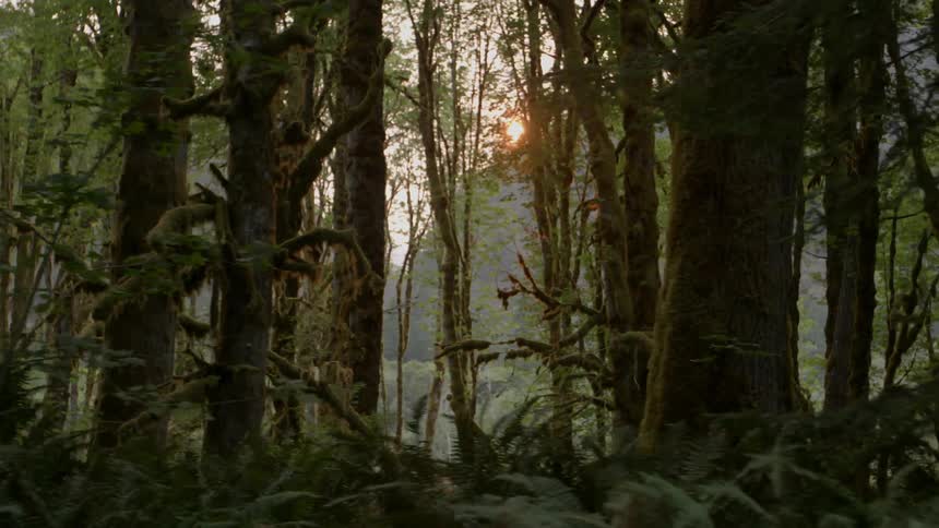 Sunlight shines through forest trees