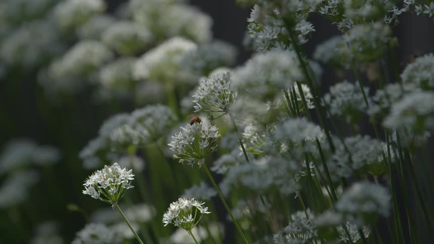 Bees flying and pollinating on wild flowers as they move in the breeze