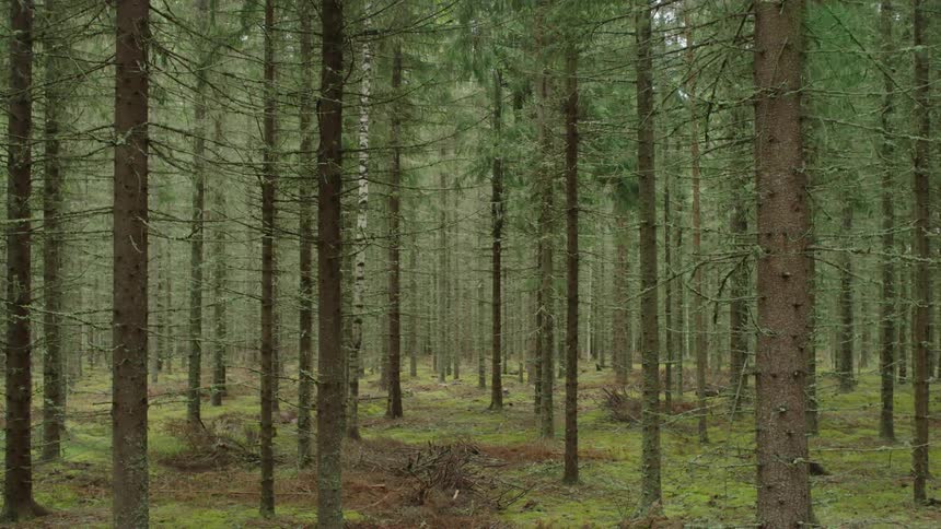View of a dense forest