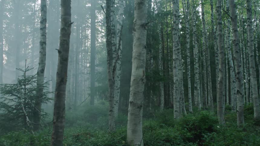 A view of a smoky or foggy woods area
