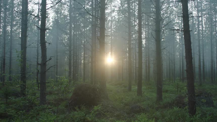 The woods are foggy and dense