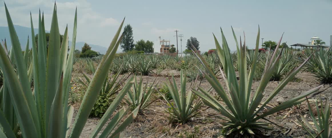 The green crops fill the farm