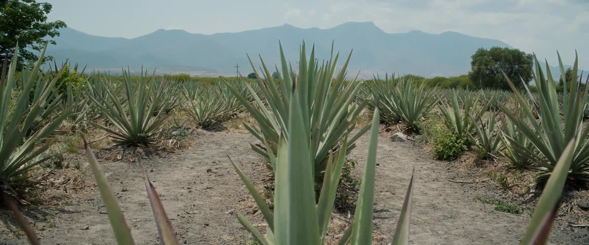 A field of agave plants grows on dry land with mountains in the background