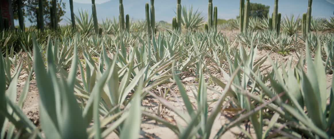 A sunlit desert field of agave plants stretches toward tall columnar cacti with hazy mountains in the background