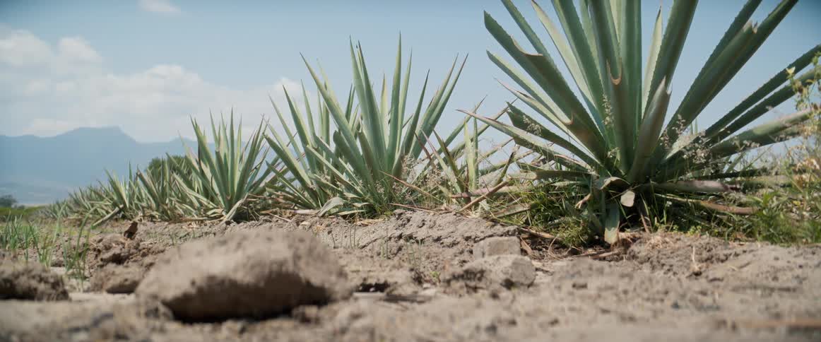 An agave plant in the garden at midday