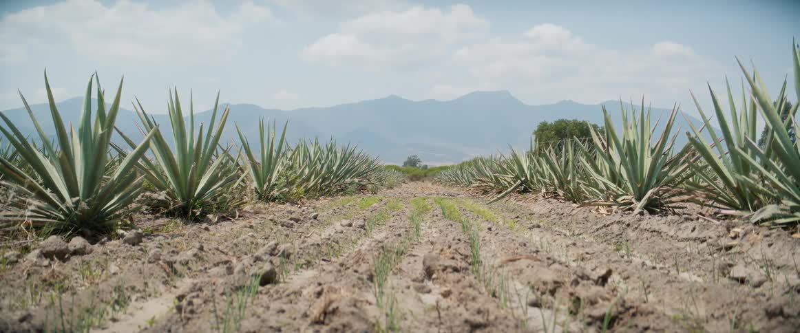 An arid agricultural field with rows of large mature agave plants lining both sides leading into the distancein the center foreground a row of small newly sprouted green crops grows in the reddishbrown soil all set against a backdrop of large ha