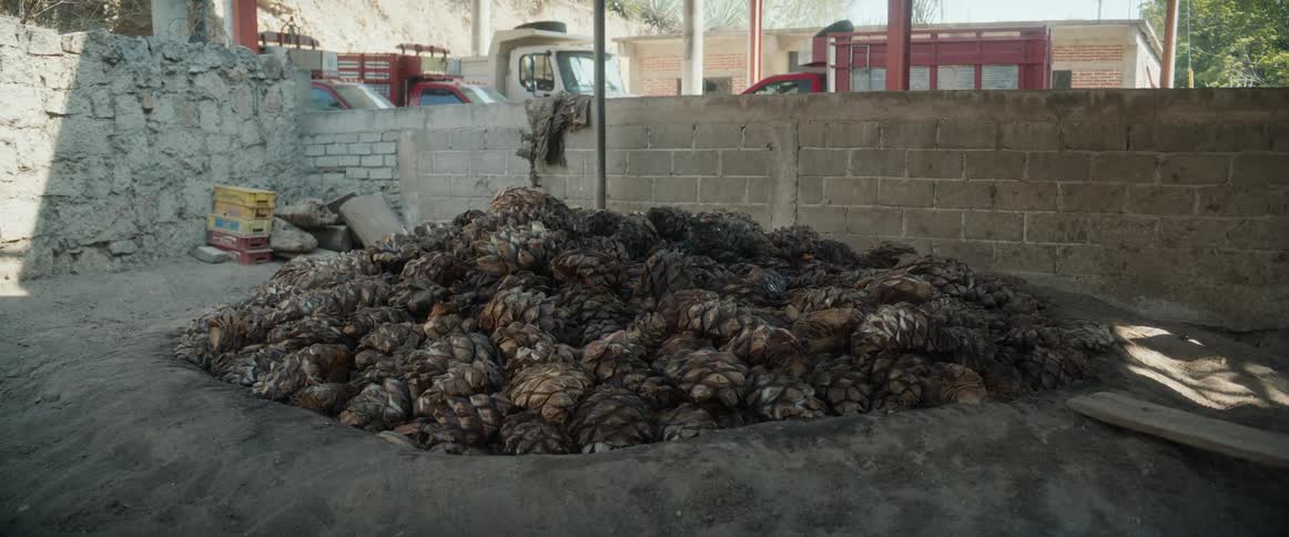Large pile of harvested agave hearts inside rustic facility