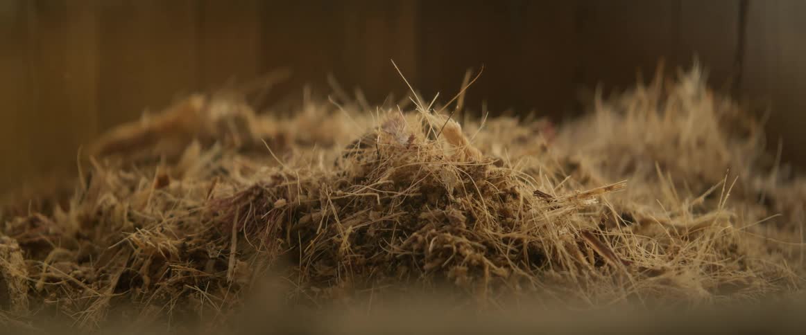 Pile of mashed agave in closeup with a blurred background