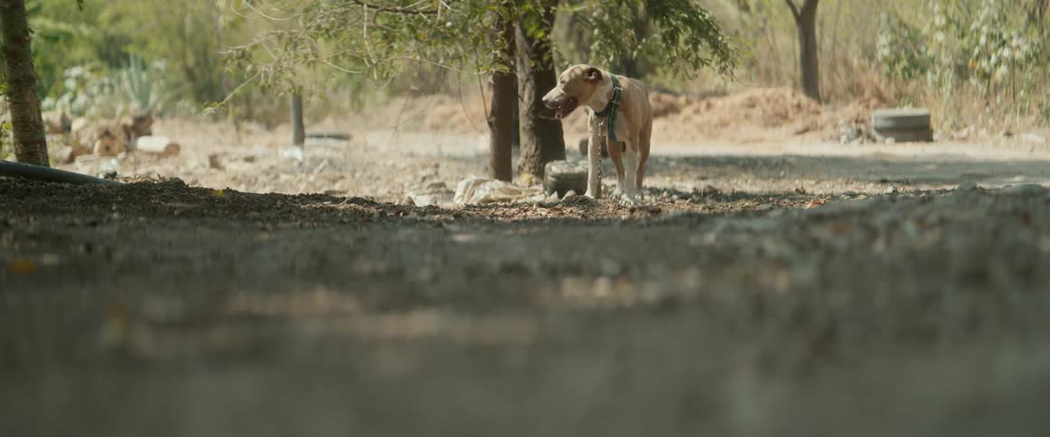 Leashed dog stands on a dirt road under the shade of trees