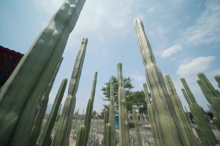 Tall cacti rise under the blue sky in an arid landscape