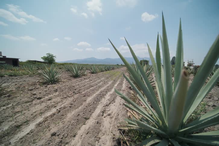 Agave plantation stretches under a clear sky with mountains in the distance
