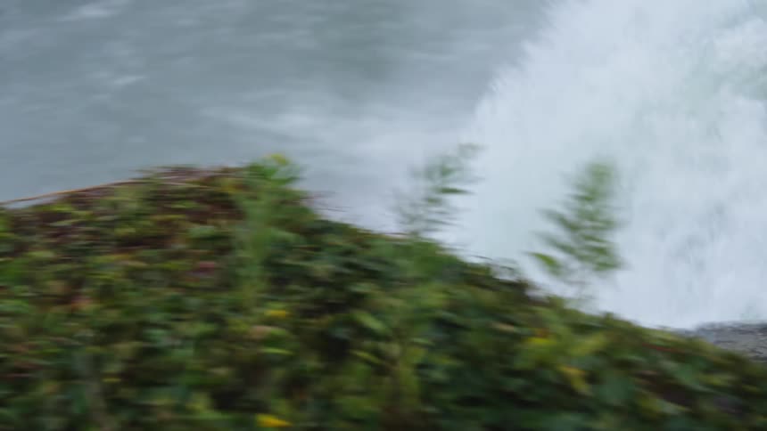 The video captures the dramatic moment when a large volume of dark churning water crests over an edge and begins its descent forming a powerful waterfall lush green foliage and small plants are visible along the bank in the foreground contrasting with