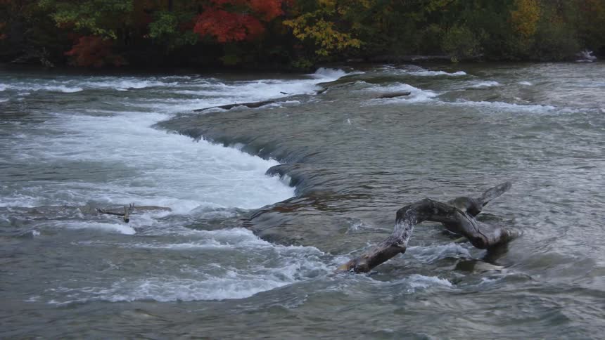 A river flows past autumn trees with a fallen log in the water on a bright fall day