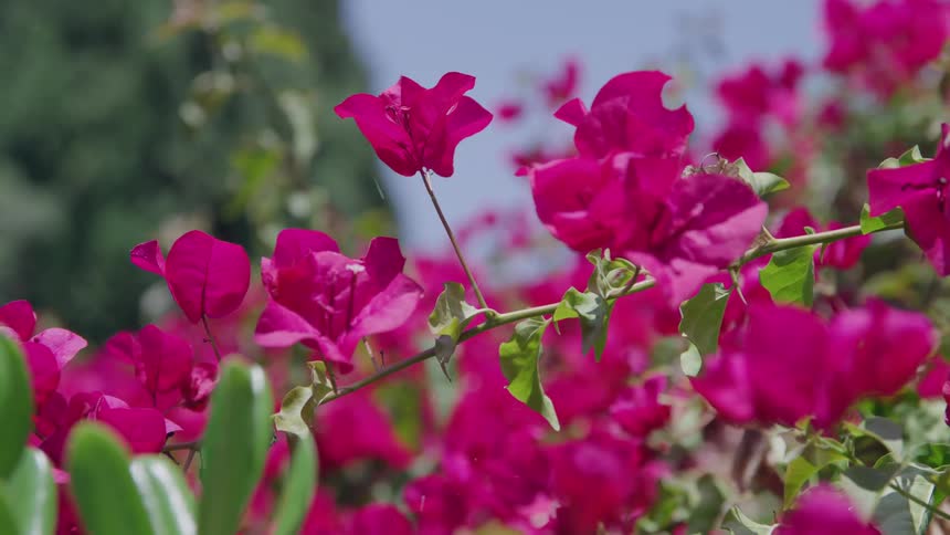 Sunlight shines on blooming pink flowers as a bee flies in the distance