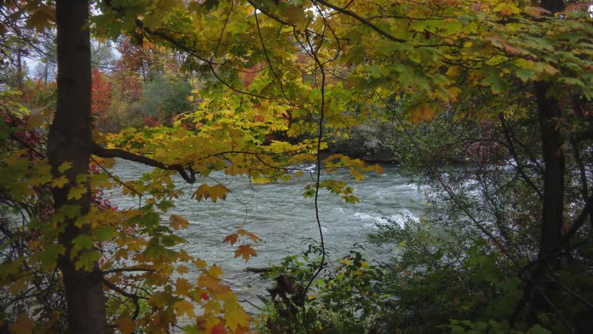 Trees wearing their fall foliage stand on the banks of a quickly flowing river on an autumn day
