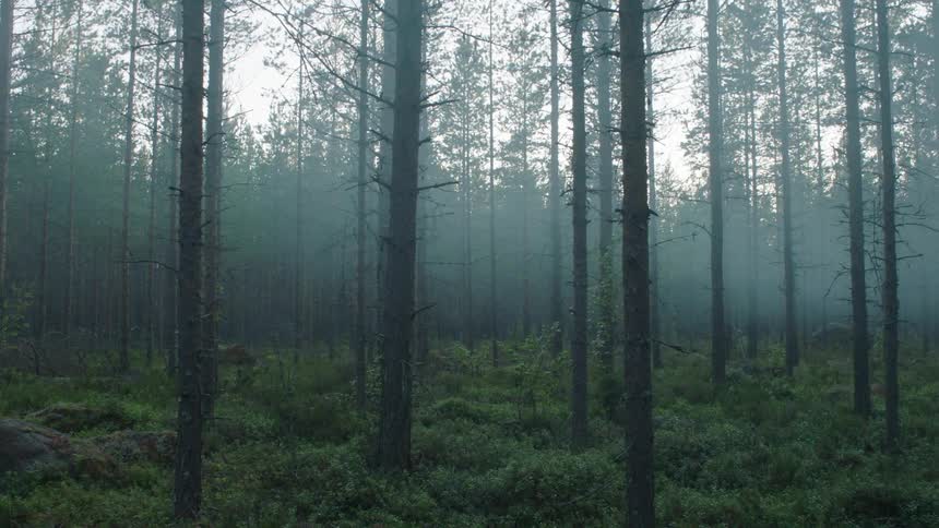 View of a forest on a foggy day