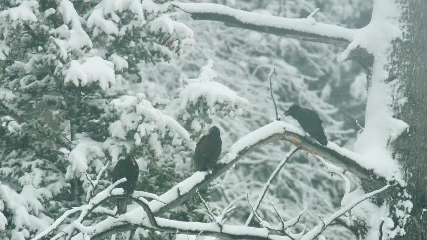 Three blackbirds sit on a snow covered tree branch as snow falls