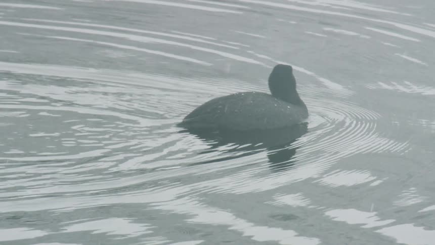 Duck paddles across the water before diving