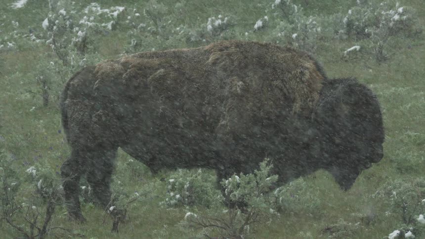 American buffalo standing in a field during a snowfall chews