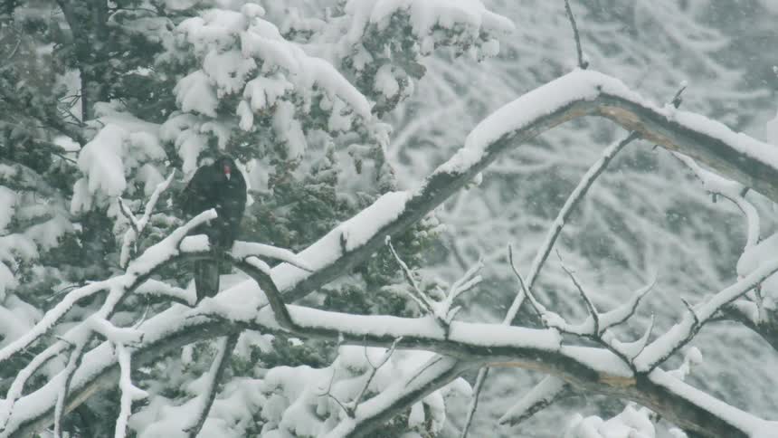 Snow falls as a black bird sits on a snow covered tree branch