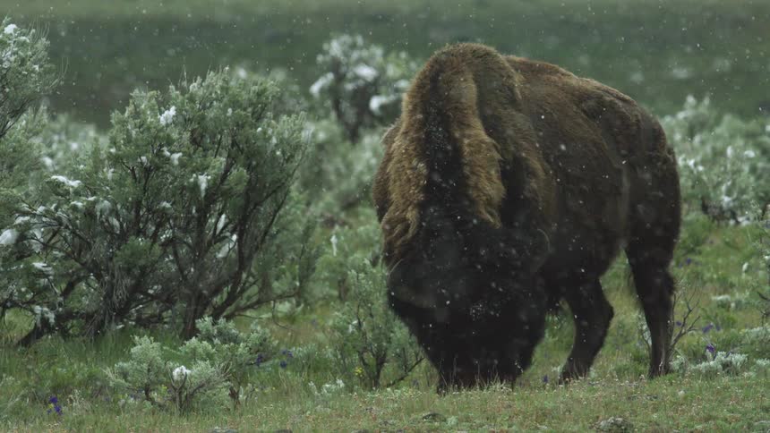 A large american bison is featured in a medium shot heavily covered in thick brown fur with its head lowered to graze on green grass and wildflowers amidst lowgrowing snowdusted shrubs as moderate snowfall continues to fall around the animal