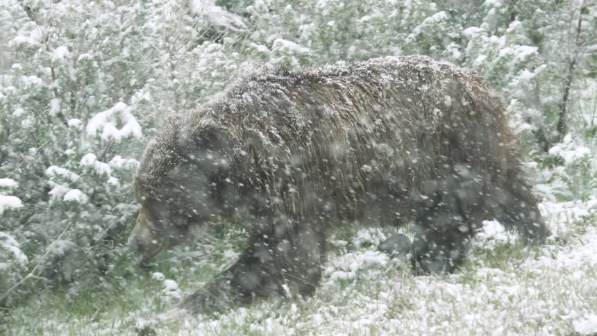 The large bear walks during a snow storm