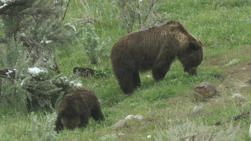 Bear and her cub grazing in a field as snow falls