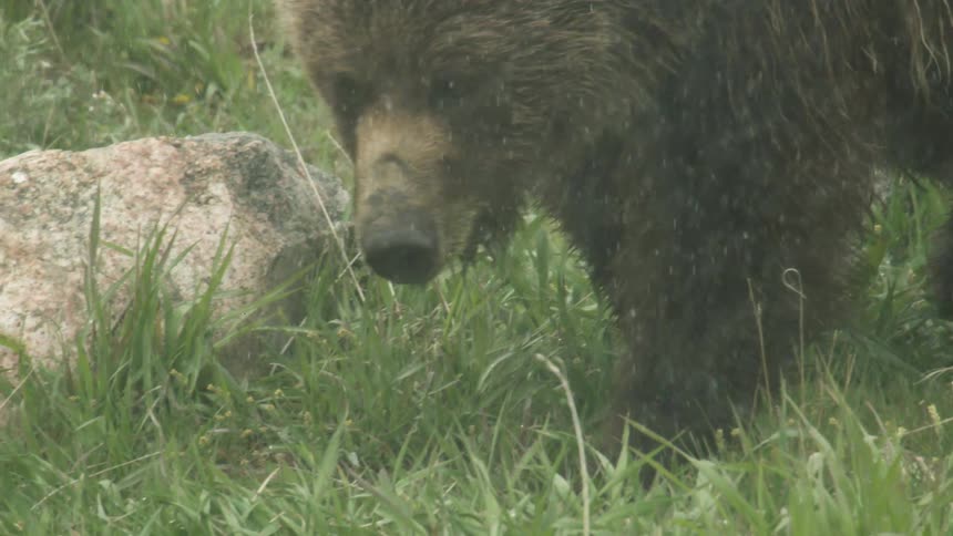 A brown bear walking on green grass while it is raining heavily