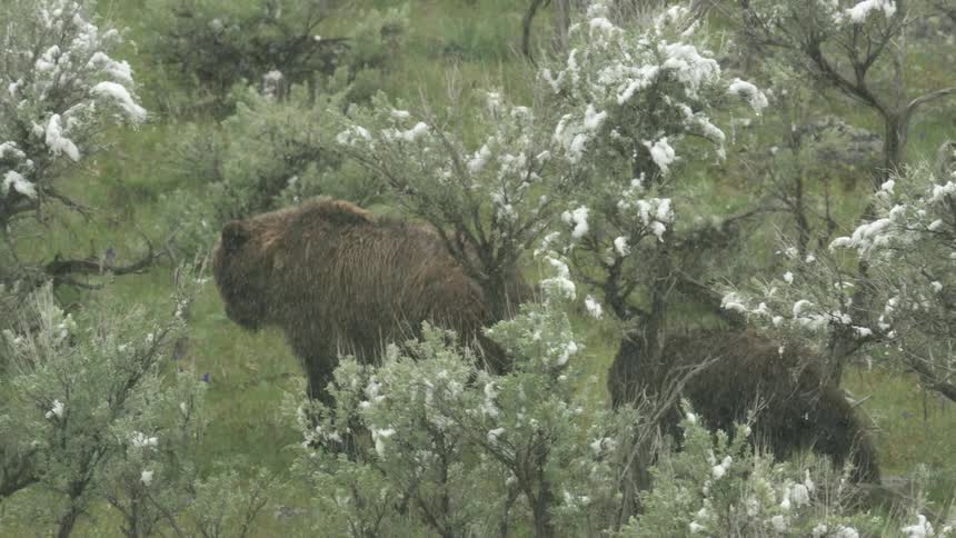 Bear walks through a field of trees and plants with her cub as snow falls