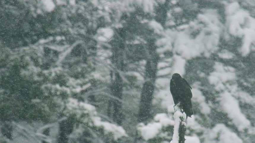 Bird perched on a snowcovered branch during a heavy snowfall