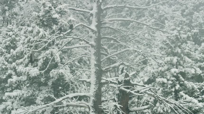 Snow falls as a blackbird flies from a snow covered tree