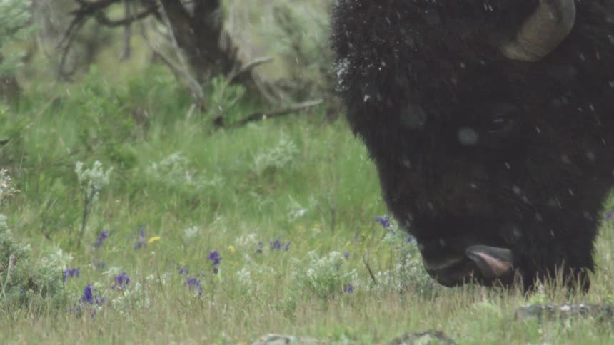 Black bison grazing outdoors during day time