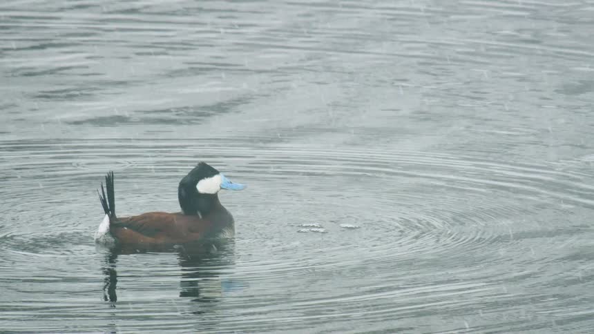 Goose floating on the water as snow falls