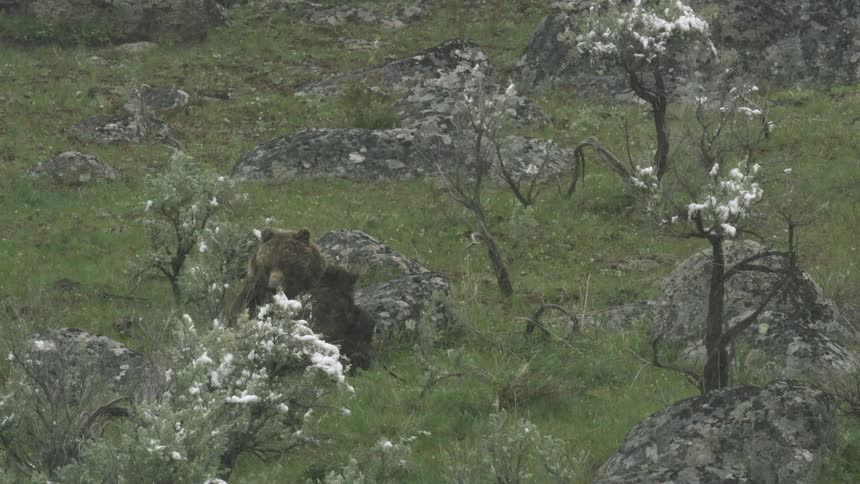 A brown bear sits in a green meadow dotted with rocks and small shrubs lightly coated with snow