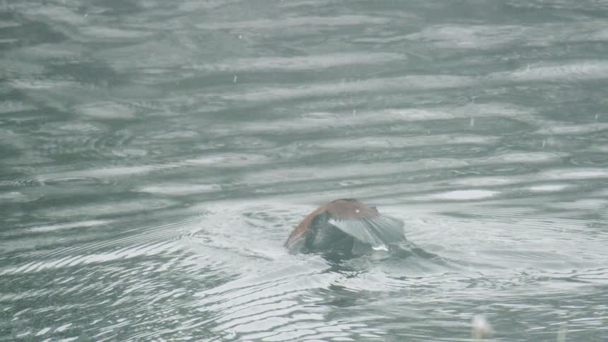 Snow falls as a goose floats on the water and then goes under water