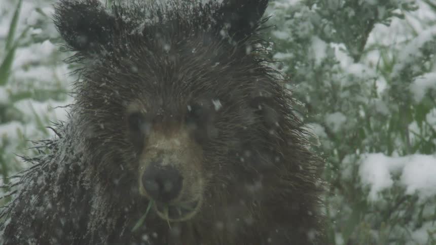 A snowdusted bear looks forward as flakes fall among snowy shrubs