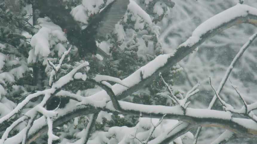 The video shows a darkcolored bird of prey perched on a snowcovered tree branch during a heavy snowstormthe bird stretches its wings wide then takes flight disappearing from the frame as the background is filled with swirling snow and heavily blanke