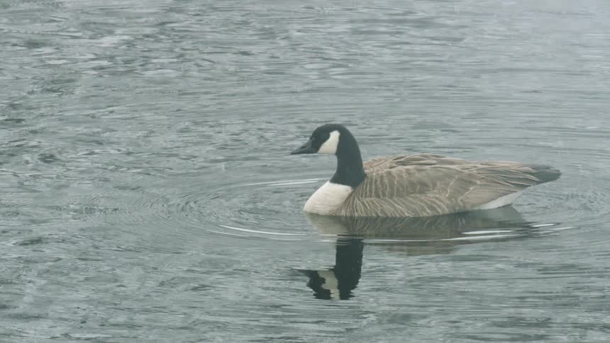 Goose swims calmly in cold water under soft light