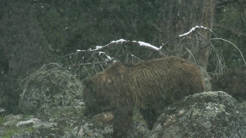 A brown bear and its cub walk on rocky terrain in the jungle as snow continues to fall at midday